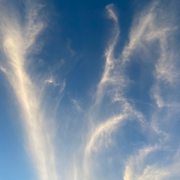 Meet your Posher, Rocco - Picture 1 of 1